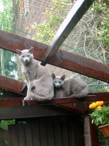 Couple dans chatterie Nord